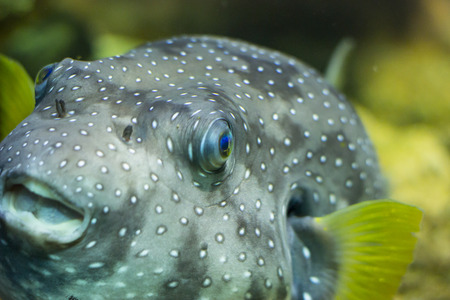 Colorful tropical fish looking at camera in aquarium