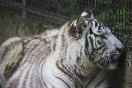White tiger withe fence in a zoo - aninmal photography