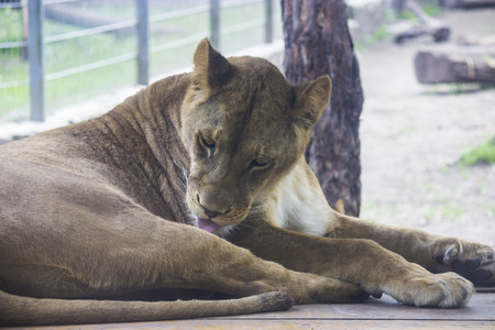 Lions in a zoo in Hungary - animal photographyの写真素材