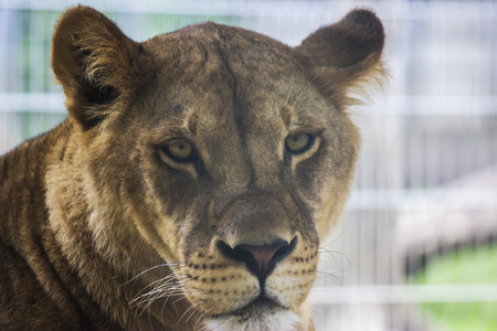 Lions in a zoo in Hungary - animal photographyの写真素材