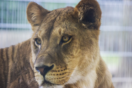 Lions in a zoo in Hungary - animal photographyの写真素材