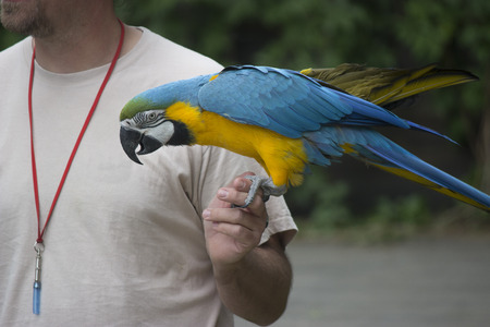 Beautiful macaw parrot in a zoo - zoo photography
