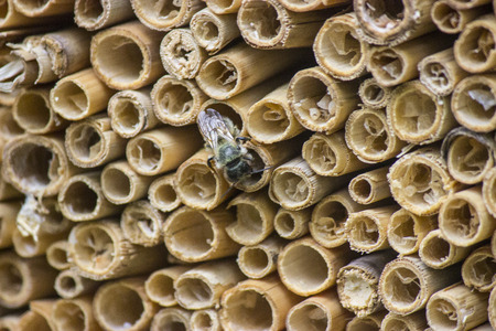 Close-up texture of the cut-ends of dry reedの写真素材
