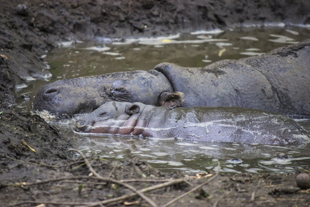 Pygmy hippopotamus in the zoo - animal photographyの写真素材