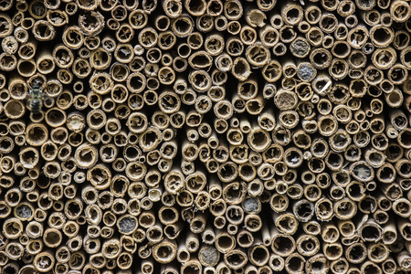 Close-up texture of the cut-ends of dry reed