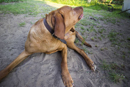 Portraot of a hungarian vizsla dogの写真素材