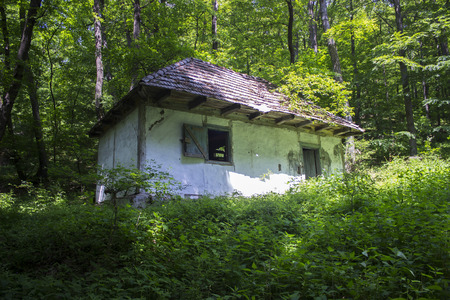 Abandoned house deep in the forestの写真素材