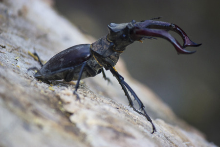 Stag beetle( Lucanus cervus) - insect photographyの写真素材