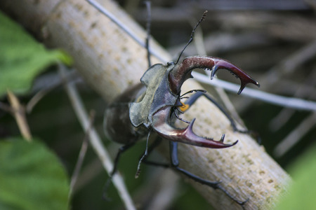 Stag beetle( Lucanus cervus) - insect photographyの写真素材
