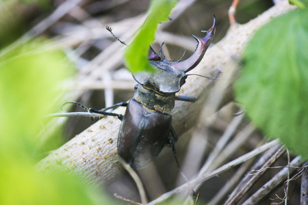 Stag beetle( Lucanus cervus) - insect photography