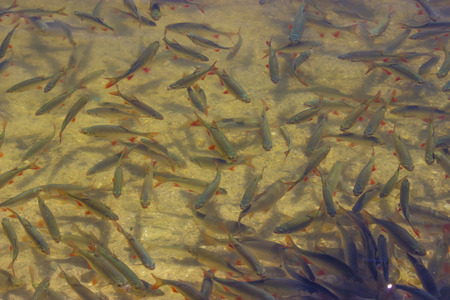 A pack of rainbow trouts (Oncorhynchus mykiss)の写真素材