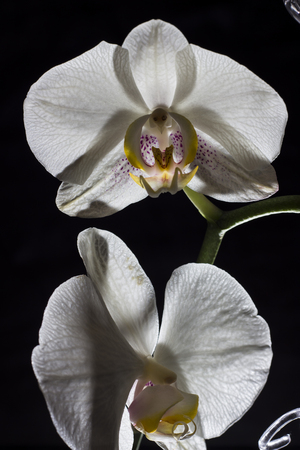 Wite orchid - flower photography in the studioの写真素材