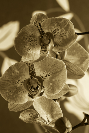 Black and white orchid - flower photography in the studioの写真素材