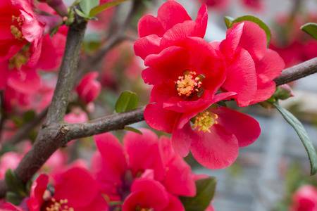 Japanese Quince (Chaenomeles japonica) - flower photographyの写真素材