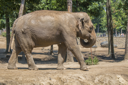 Elephant - photogríphing in a zooの写真素材