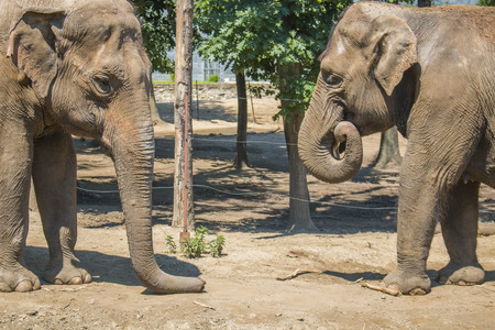 Elephant - photogríphing in a zooの写真素材