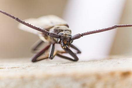 Megopsis scabricornis or aegosoma scabricornis - insect photographyの写真素材