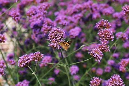 Close up photography - butterfly on a flowerの写真素材