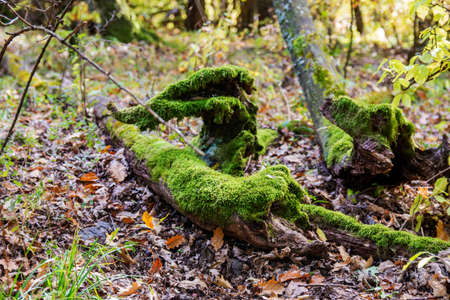 Green moss on an old ded branch - outdoor photography