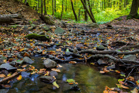 Deep in the european forest - nature photography
