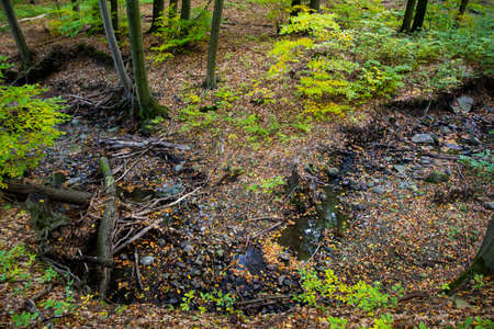 Deep in the european forest - nature photographyの写真素材