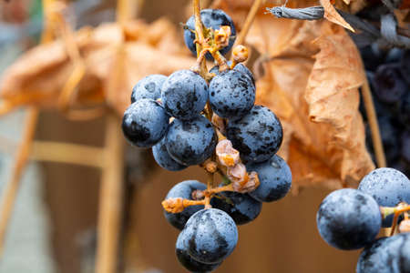 Black grape in the garden, late autumn