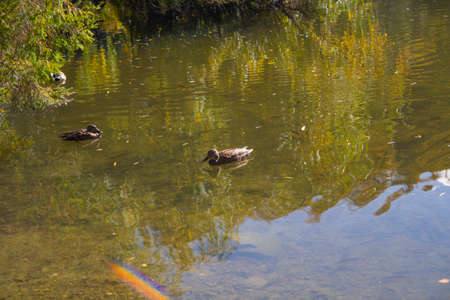 Swimming mallard duck on a lake - animal photographyの写真素材