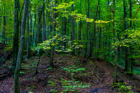 Deep in the European forestの写真素材