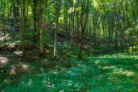 The Bear Rocks, Hungary, Josvafo - near the Red Lakeの写真素材