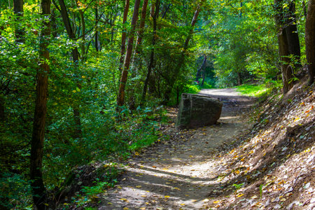 Big rock on the road in the forestの写真素材
