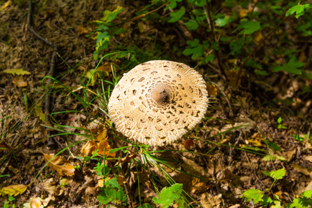 The edible mushroom Parasol freshly grown in the grass of a forest floorの写真素材