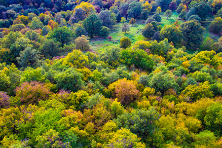 Autumn picture in the forest with colourful treesの写真素材