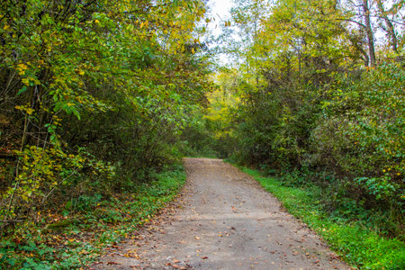 Road in a european forest in the autumn - outdoor photographyの写真素材