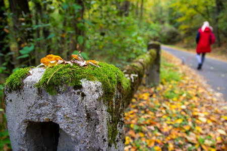 Walking in the forest by the road - outdoor photographyの写真素材