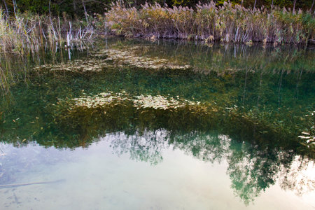 Lake in the forest - outdoor photographyの写真素材
