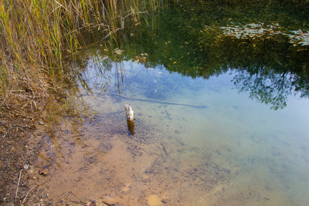 Lake in the forest - outdoor photographyの写真素材