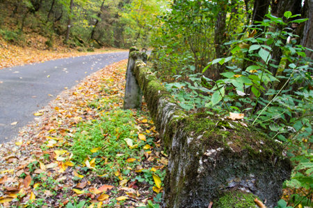 Barrier by the road in the forest - outdoor photographyの写真素材
