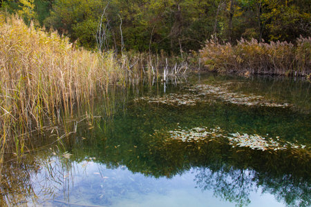 Lake in the forest - outdoor photographyの写真素材
