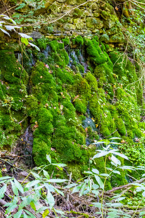 Old rock in the woods covered with moss - nature photographyの写真素材