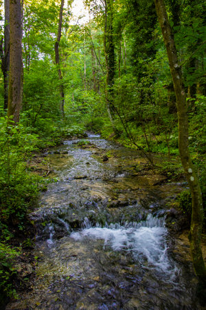 Creek in the woods in Hungary - outdoor photographyの写真素材