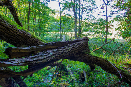 Broken dead branch of a tree in the woods - nature photographyの写真素材