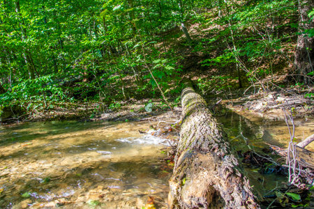 Broken dead branch of a tree in the woods - nature photographyの写真素材