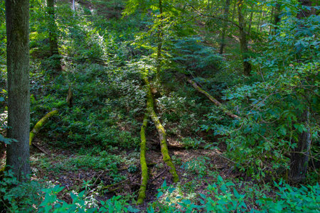 Beautiful picture in the forest in the autumn - nature photographyの写真素材