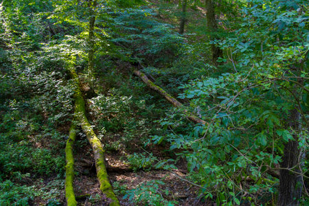 Beautiful picture in the forest in the autumn - nature photographyの写真素材