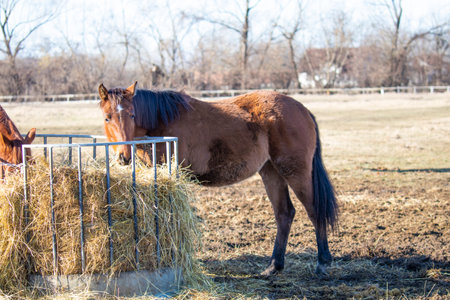 Picture from horse - animal photographyの写真素材