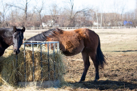 Picture from horse - animal photographyの写真素材