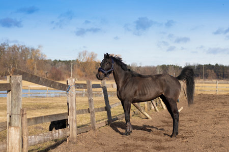 Picture from horse - animal photographyの写真素材