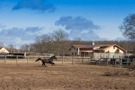 Picture from horse - animal photographyの写真素材