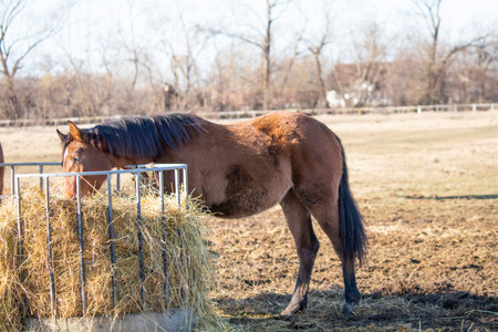 Picture from horse - animal photographyの写真素材