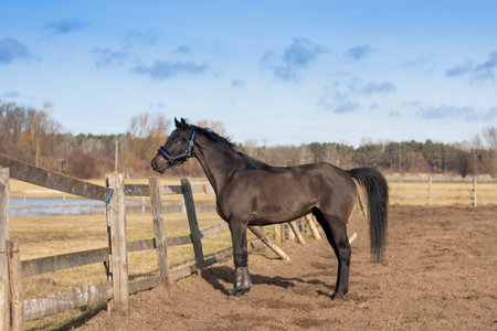 Picture from horse - animal photographyの写真素材